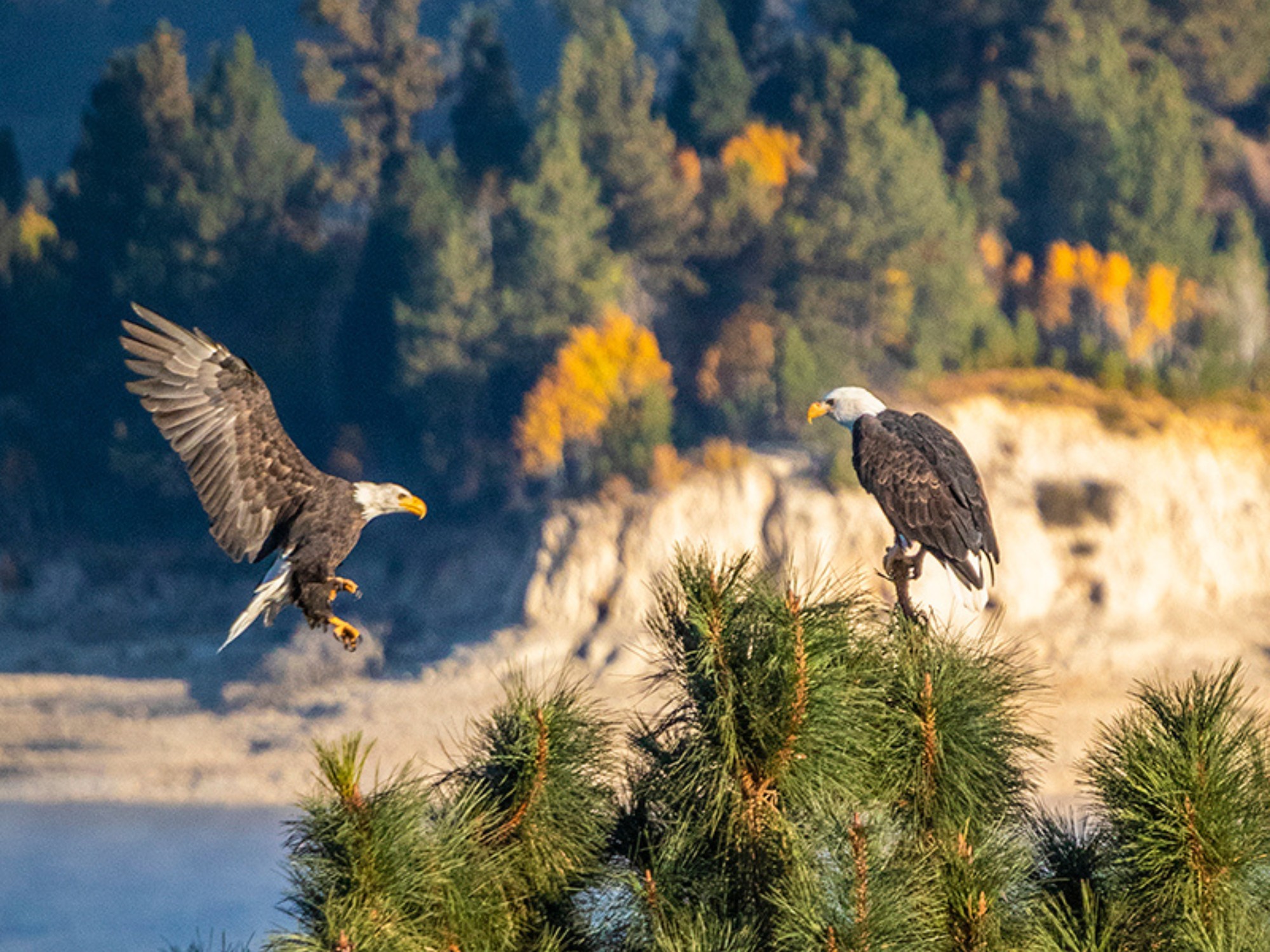 __wf_reserved_inherit